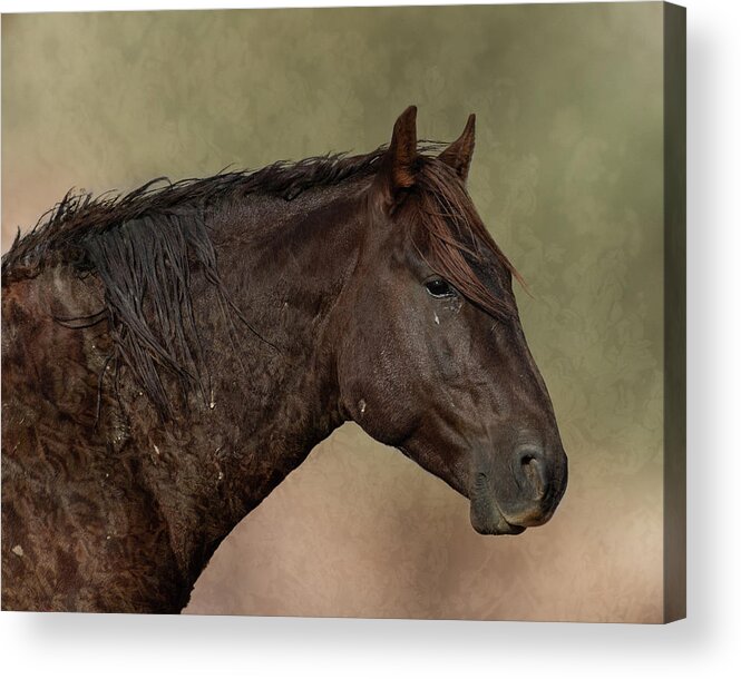 Wild Horses Acrylic Print featuring the photograph Soft Brown by Mary Hone