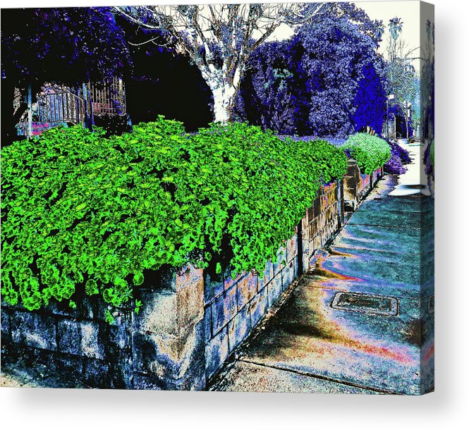 Bushes Acrylic Print featuring the photograph Solar Bushes by Andrew Lawrence
