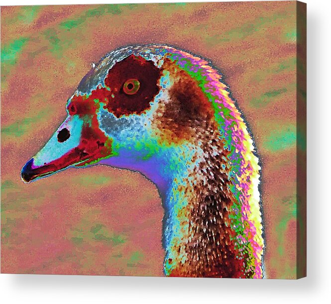 Bird Acrylic Print featuring the photograph Solar Egyptian Goose Eye by Andrew Lawrence