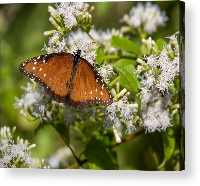 Butterfly Acrylic Print featuring the photograph Soldier Butterfly at Circle B Bar Preserve in Polk County Florida by L Bosco