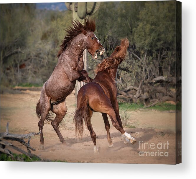 Horse Acrylic Print featuring the photograph Sparring Language by Lisa Manifold