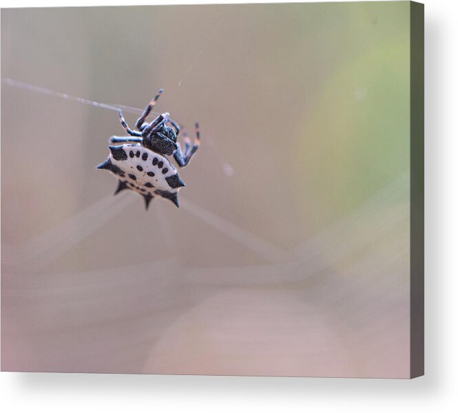 Spider Acrylic Print featuring the photograph Spider Macro by Karen Rispin