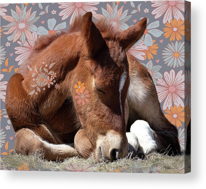 Wild Horses Acrylic Print featuring the photograph Spring Nap by Mary Hone