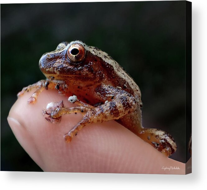 Spring Peeper Acrylic Print featuring the photograph Spring by Sydney Michalski