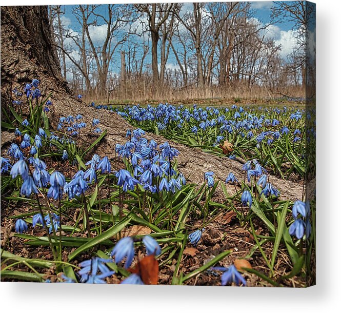 Spring Time Flowers Acrylic Print featuring the photograph Spring Time Flowers by Scott Olsen