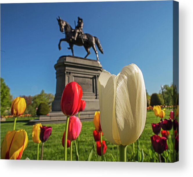 Boston Acrylic Print featuring the photograph Springtime in the Boston Public Garden White Tulip Boston MA by Toby McGuire