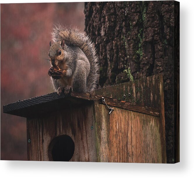 Squirrel Acrylic Print featuring the photograph Squirrel on a Birdhouse - Rainy Autumn by Jason Fink