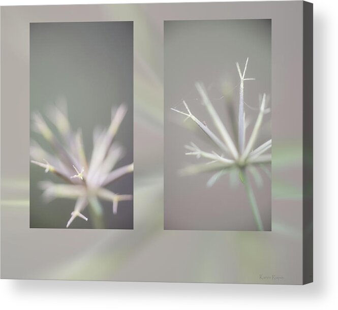 Seed Acrylic Print featuring the photograph Stick Seed Stars by Phil And Karen Rispin