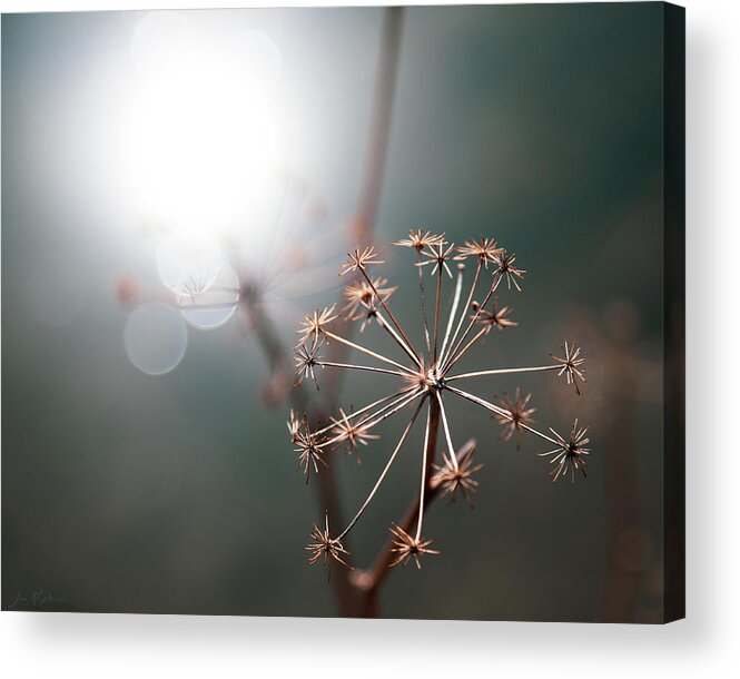 Abstract Acrylic Print featuring the photograph Sun Flares and Star Clusters In Teal by Jason McPheeters