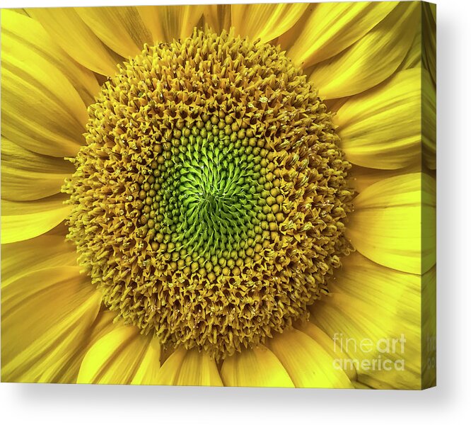 Flower Acrylic Print featuring the photograph Sunflower by Mark Ali