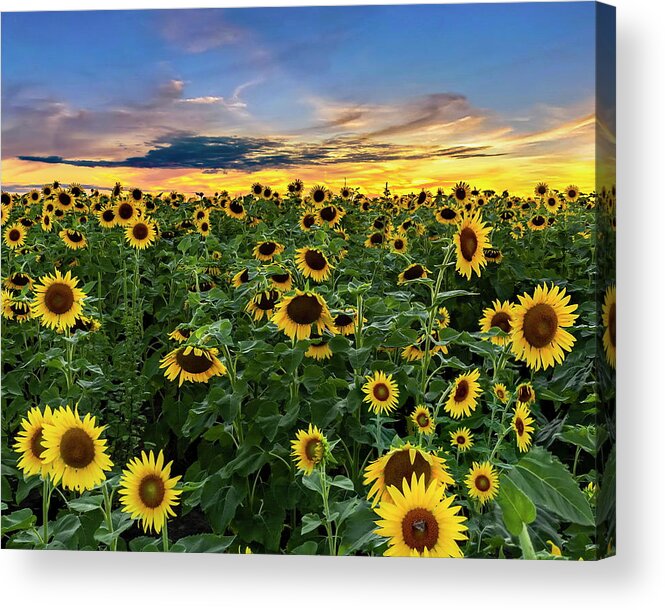 Sunflowers Acrylic Print featuring the photograph Sunflowers at Sunset by Harold Rau