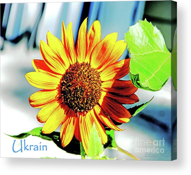 Sunflower Acrylic Print featuring the photograph Sunflowers for Ukrain Day 8 by Lizi Beard-Ward