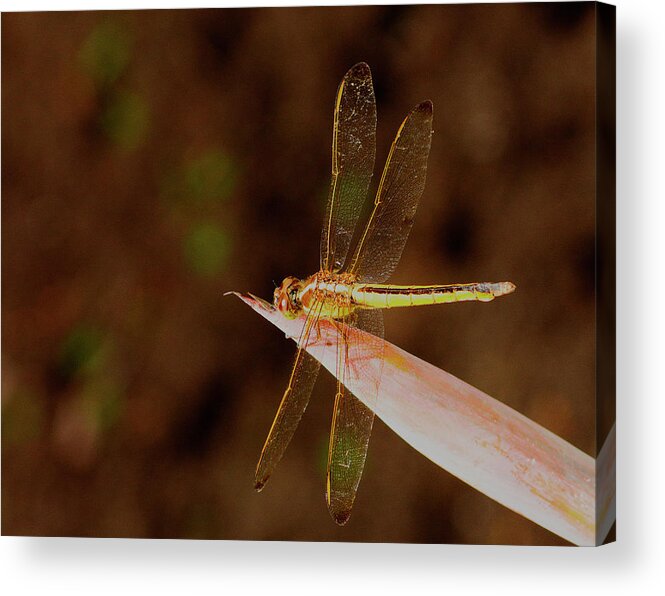 Dragonfly Acrylic Print featuring the photograph Sunning Dragon by Bill Barber