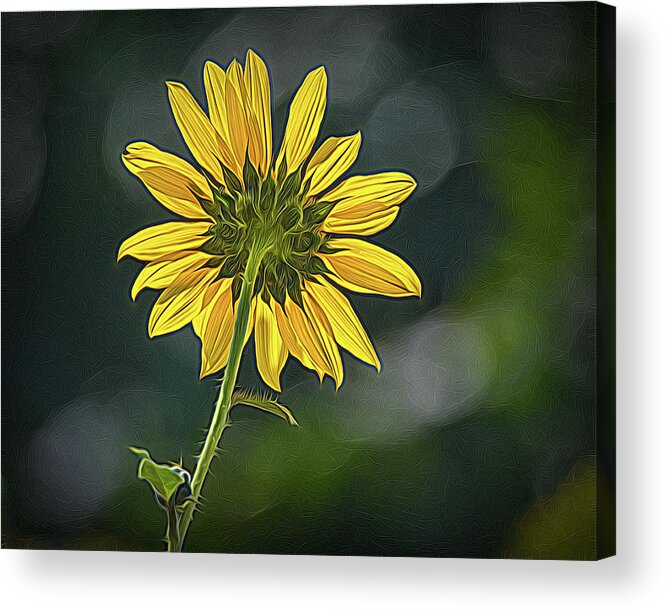 Bloom Acrylic Print featuring the photograph Sunny Sunflower Following the Sun With Enhancements by Debra Martz