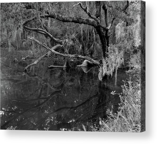 Ft. George Island Acrylic Print featuring the photograph Swamp, Ft. George Island, Florida, 2004 by John Simmons