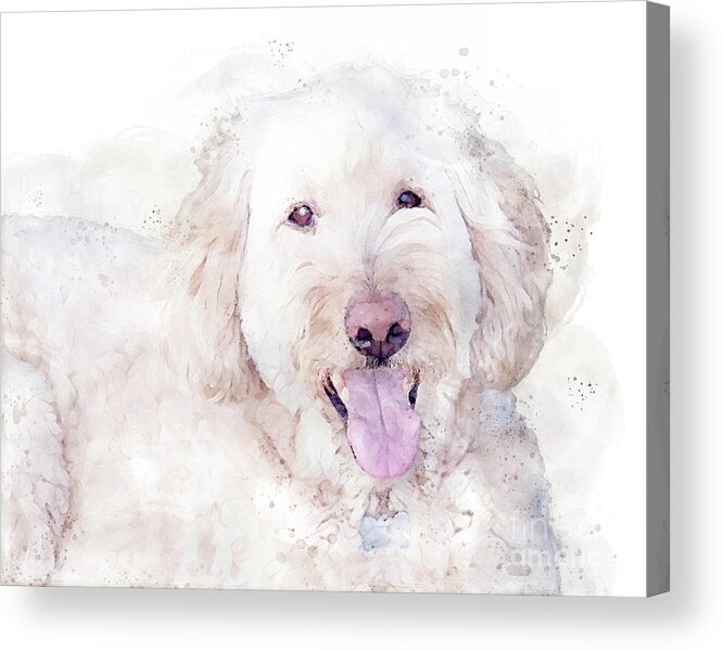 Labradoodle Acrylic Print featuring the digital art Sweet Ball of Fluff by Jayne Carney