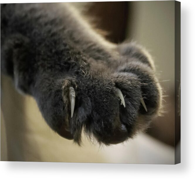 Cat Acrylic Print featuring the photograph Talk to the Paw by M Kathleen Warren