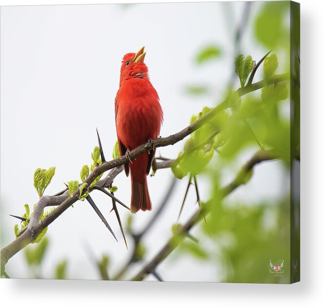 Summer Tanager Acrylic Print featuring the photograph Tanager Song by Pam Rendall