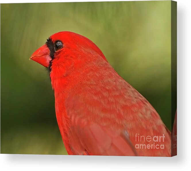 Cardinal Acrylic Print featuring the photograph That Smiling Face by Kerri Farley