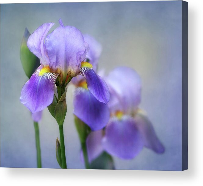 Bearded Iris Acrylic Print featuring the photograph The Beauty of the Iris by David and Carol Kelly