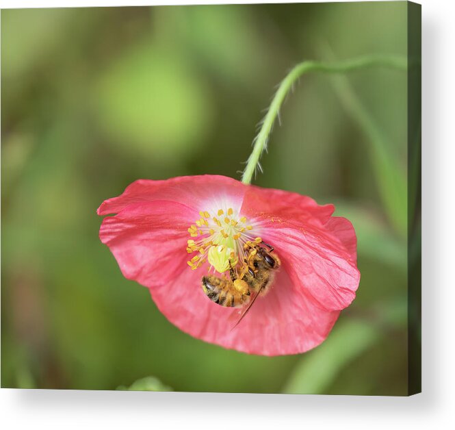 Shirley Poppy Acrylic Print featuring the photograph The Honey Bee and Poppy 2019 by Thomas Young