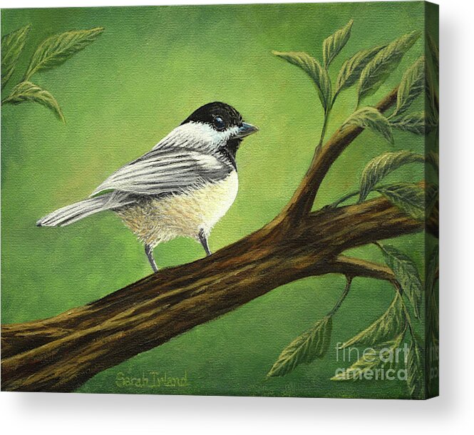 The Acrylic Print featuring the painting The Intrepid Chickadee by Sarah Irland