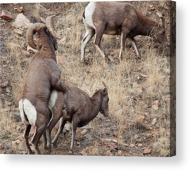 Mating Bighorn Sheep Photograph Acrylic Print featuring the photograph The Mating Game by Jim Garrison