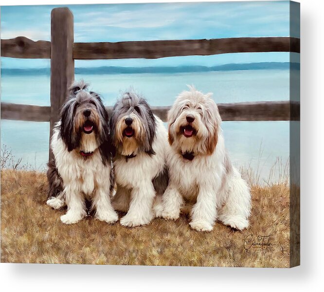 Old English Sheep Dogs Acrylic Print featuring the mixed media Three Dog Night and Day by Colleen Taylor