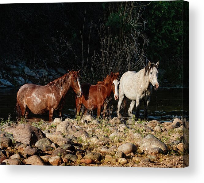 Horses Acrylic Print featuring the photograph Three Kings by Carmen Kern