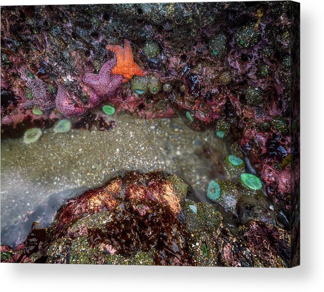 Oregon Acrylic Print featuring the photograph Tide Pool Life by Darren White