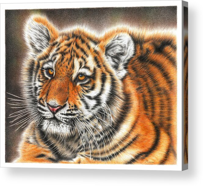 Tiger Acrylic Print featuring the drawing Tiger Cub by Casey 'Remrov' Vormer