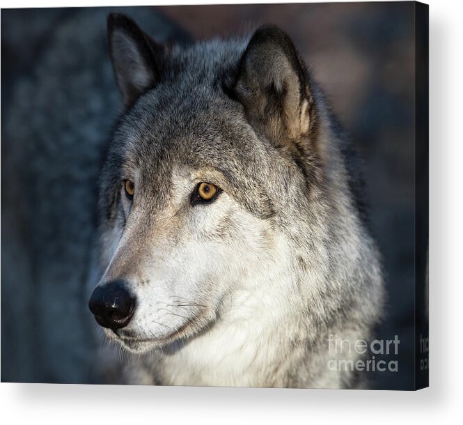 Winter Acrylic Print featuring the photograph Timber Wolf - Portrait by Rehna George