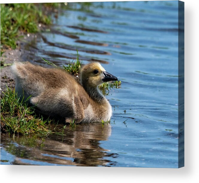 Gosling Acrylic Print featuring the photograph Time For A Swim by Cathy Kovarik