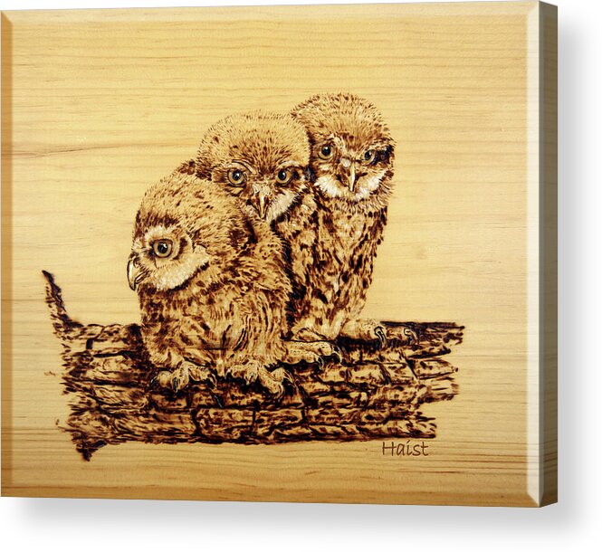 Owl Acrylic Print featuring the pyrography Tres Amigos by Ron Haist
