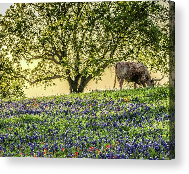 Texas Acrylic Print featuring the photograph True to a Stereotype by KC Hulsman