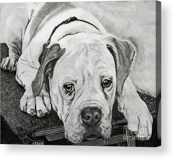 Dog Acrylic Print featuring the drawing Tuckered Out by Terri Mills