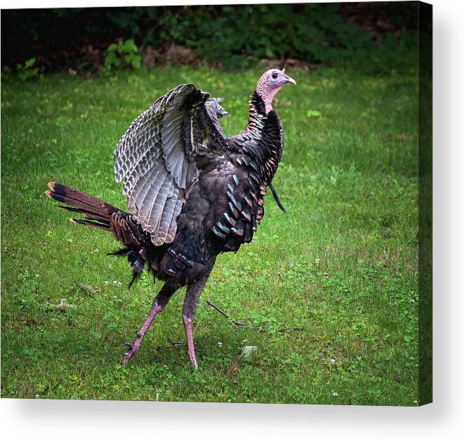 Turkey Acrylic Print featuring the photograph Turkey Strut by Steven Nelson
