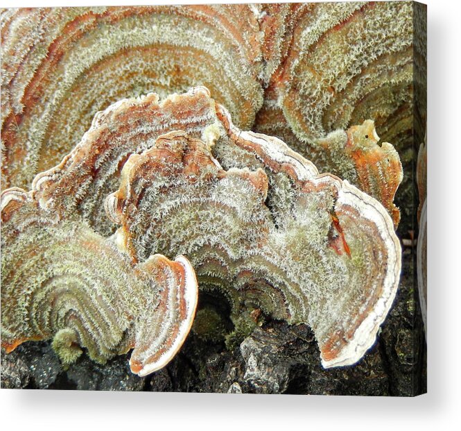 Abstract Acrylic Print featuring the photograph Turkeytail Fungus Abstract by Karen Rispin