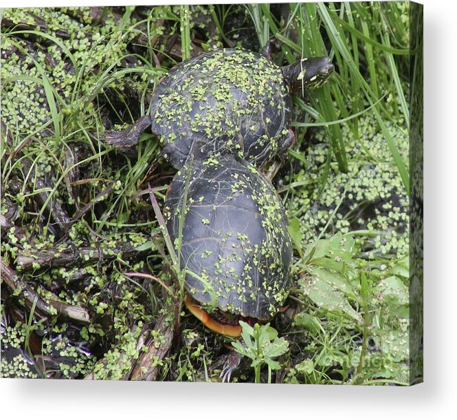 Turtle Acrylic Print featuring the photograph Turtle with outstretched foot by Yvonne M Smith