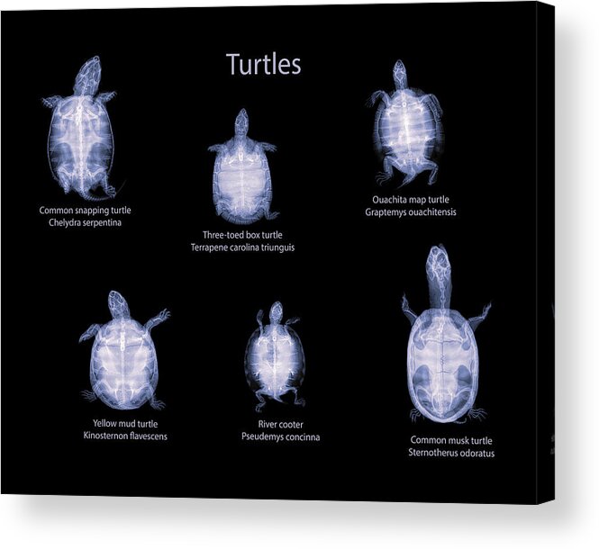 Reptile Acrylic Print featuring the photograph Turtles -01 by Rob Graham