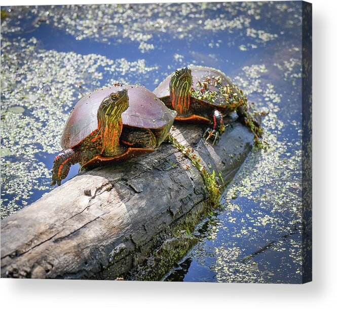 Turtles Acrylic Print featuring the photograph Turtles on a log by Michelle Wittensoldner