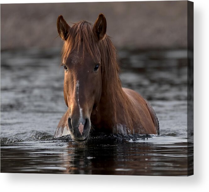 Stallion Acrylic Print featuring the photograph Twilight Crossing. by Paul Martin