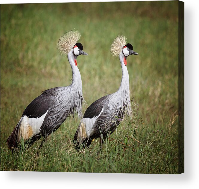 Crane Acrylic Print featuring the photograph Two Gray Crowned Cranes Tanzania Africa by Joan Carroll