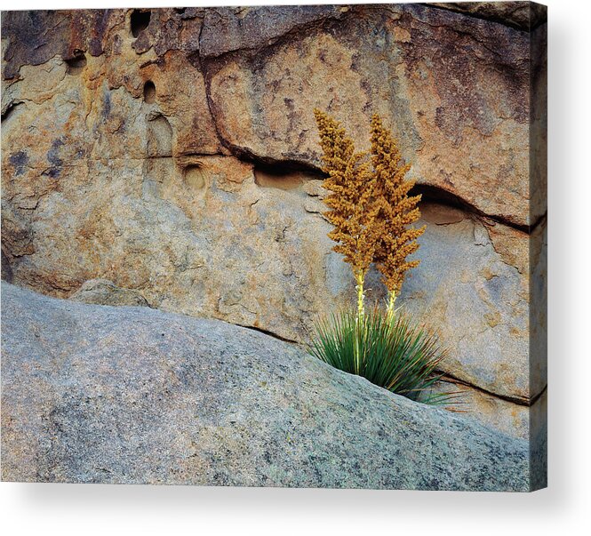 Yucca Acrylic Print featuring the photograph Two Of A Kind by Paul Breitkreuz