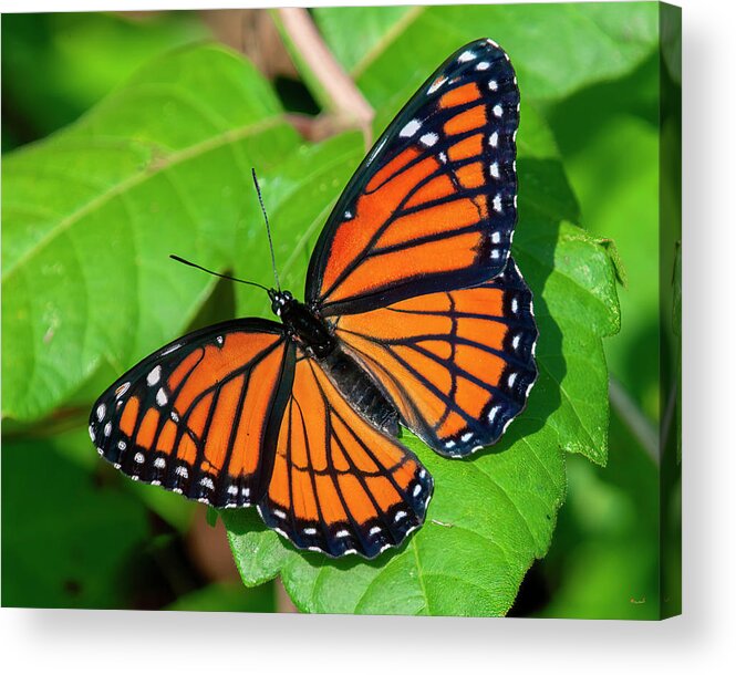 Butterfly Acrylic Print featuring the photograph Viceroy Butterfly DIN0368 by Gerry Gantt