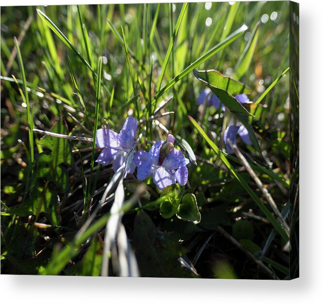 Violet Acrylic Print featuring the photograph Violets In The Grass by Phil And Karen Rispin