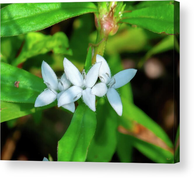 Virginia Buttonweed Acrylic Print featuring the photograph Virginia Buttonweed or Buttonweed DFL1289 by Gerry Gantt