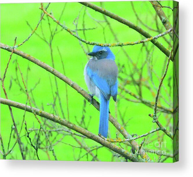  California Scrub-jay Acrylic Print featuring the photograph Waiting for Peanuts by Scott Cameron