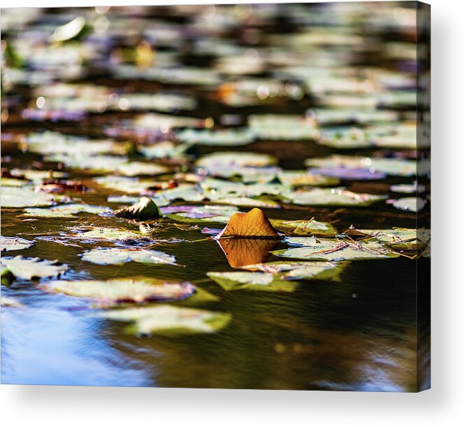 Landscapes Acrylic Print featuring the photograph Water Lilies in Autumn by Amelia Pearn