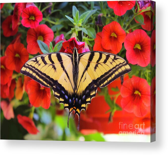 Butterfly Acrylic Print featuring the photograph Western Swallowtail by Shirley Dutchkowski